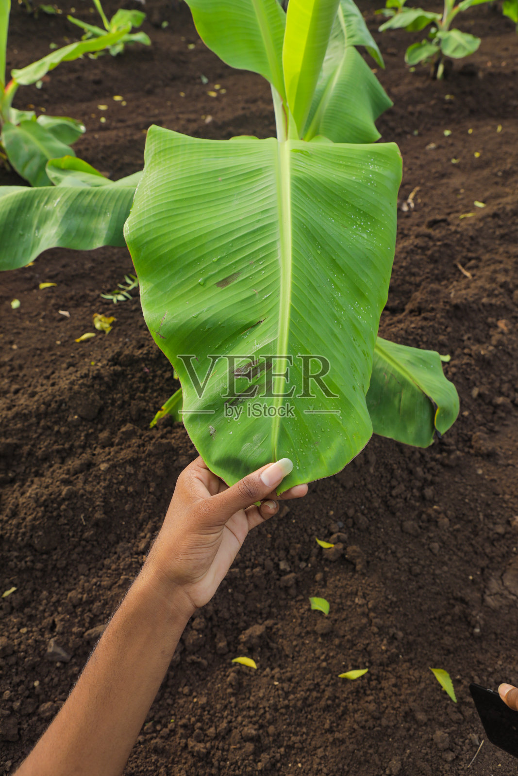 手里拿着损坏的香蕉叶在田间照片摄影图片