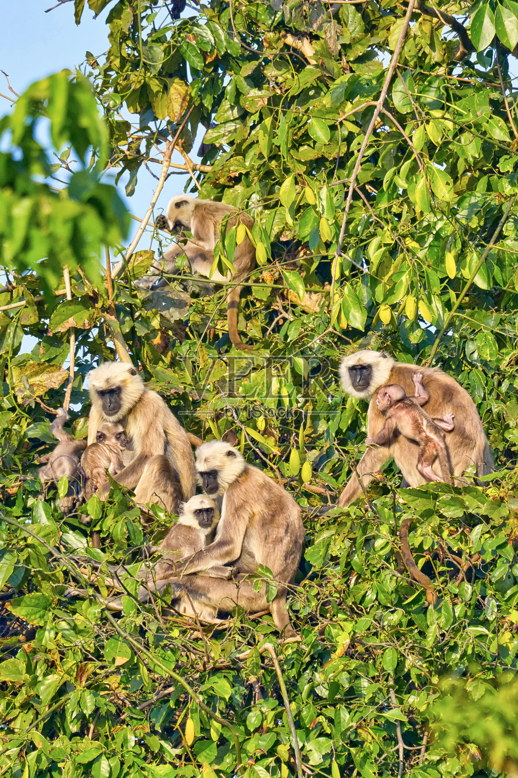 Tarai Gray Langur，皇家Bardia国家公园，尼泊尔照片摄影图片