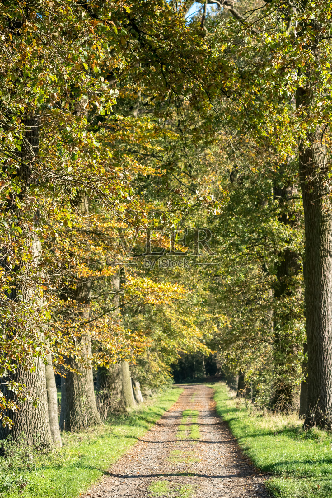 道路和树木照片摄影图片