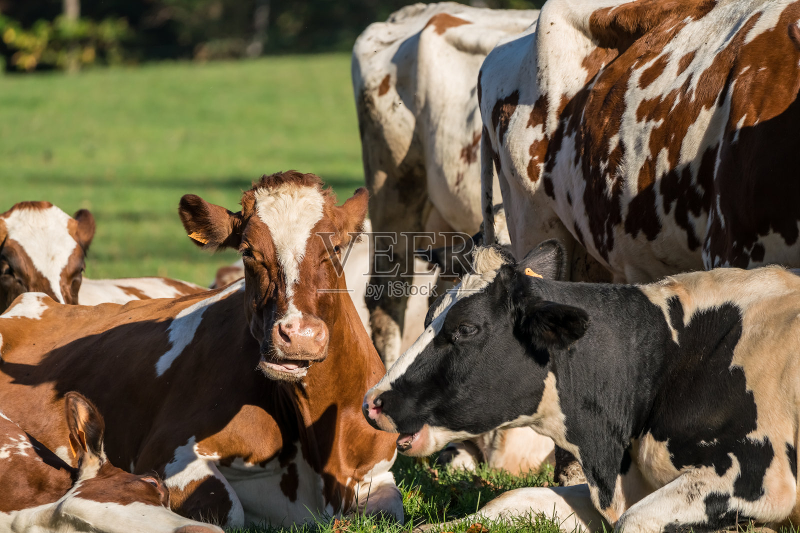 有奶牛的草坪照片摄影图片