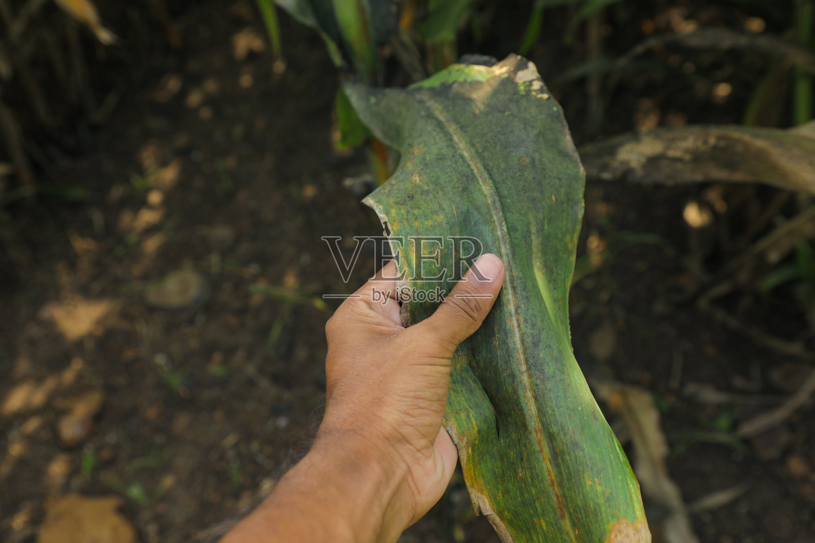 损坏高粱叶片的近距离观察照片摄影图片