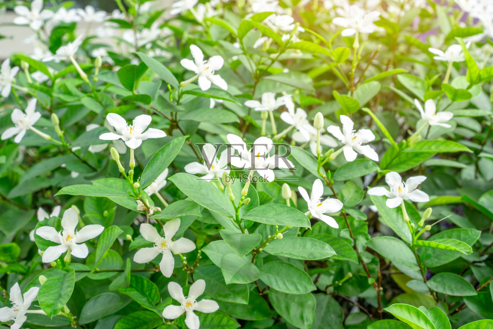 美丽的绿叶灌木和娇小的星形纯白色花瓣雪花芬芳的花盛开在阳光下，被称为冬季樱桃树，北极雪，银河和甜樱，选择性的焦点照片摄影图片