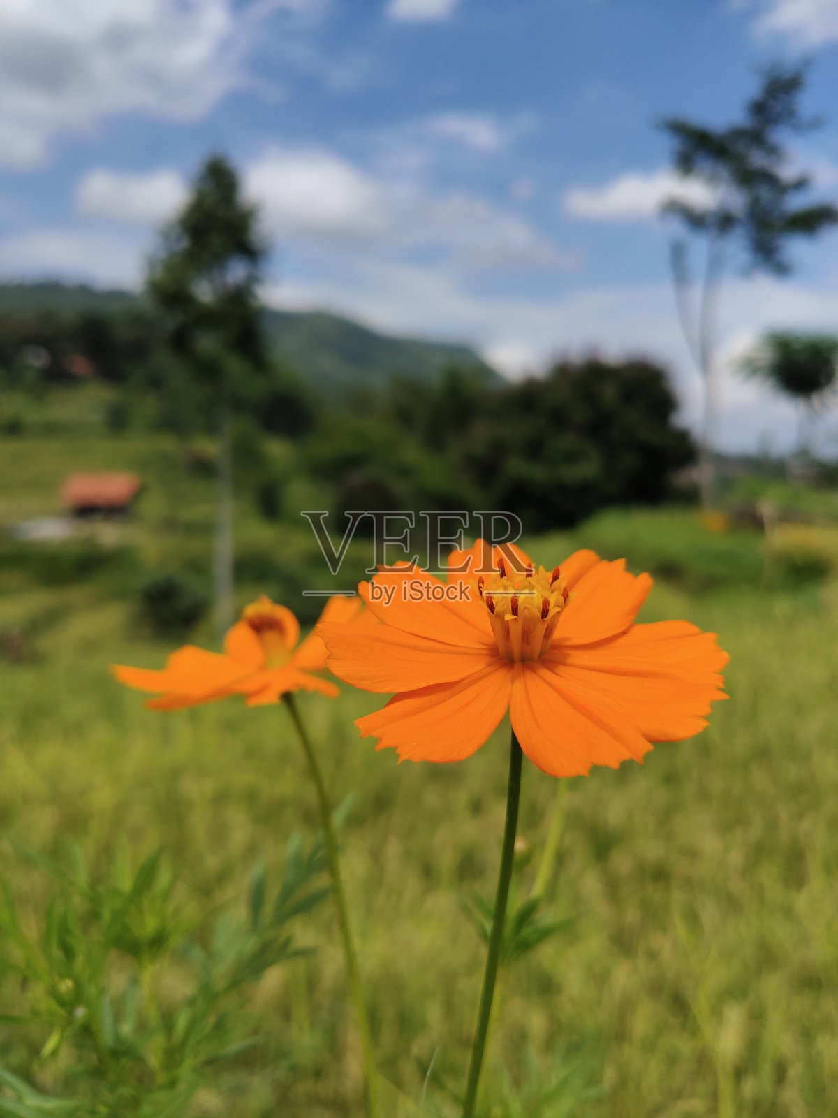 橘色花照片摄影图片