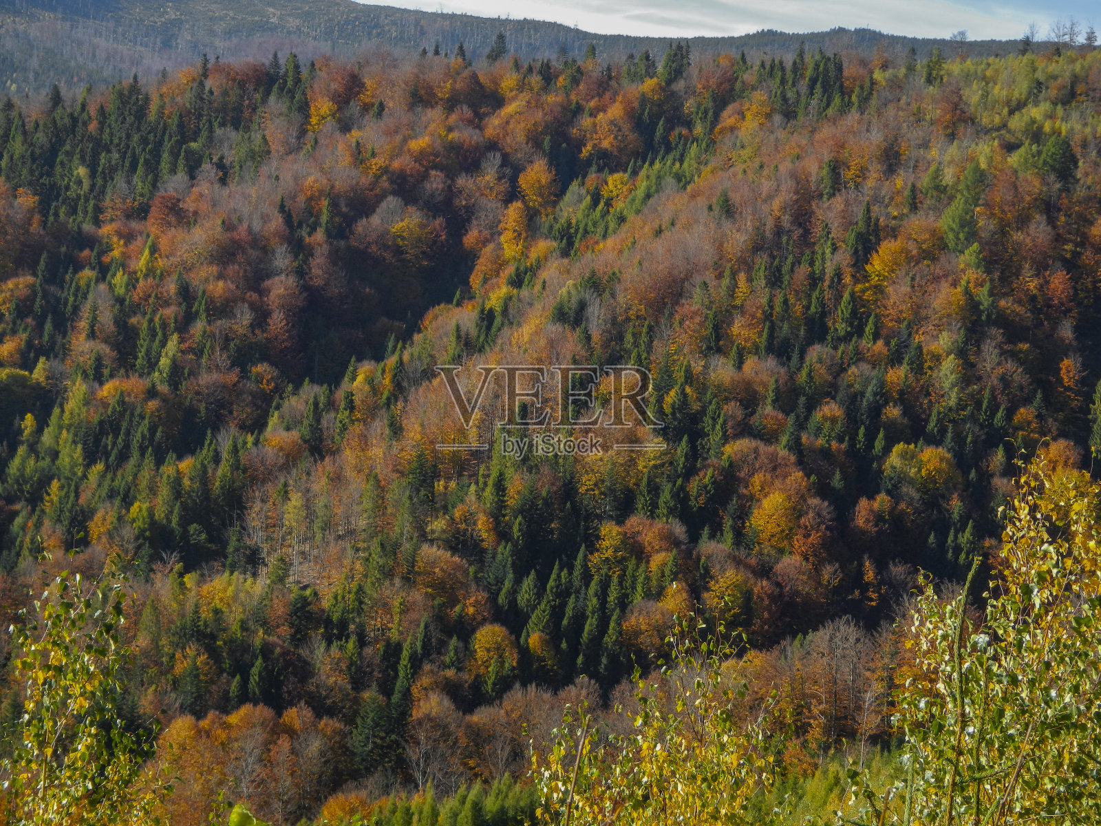 秋天的树有五颜六色的叶子照片摄影图片