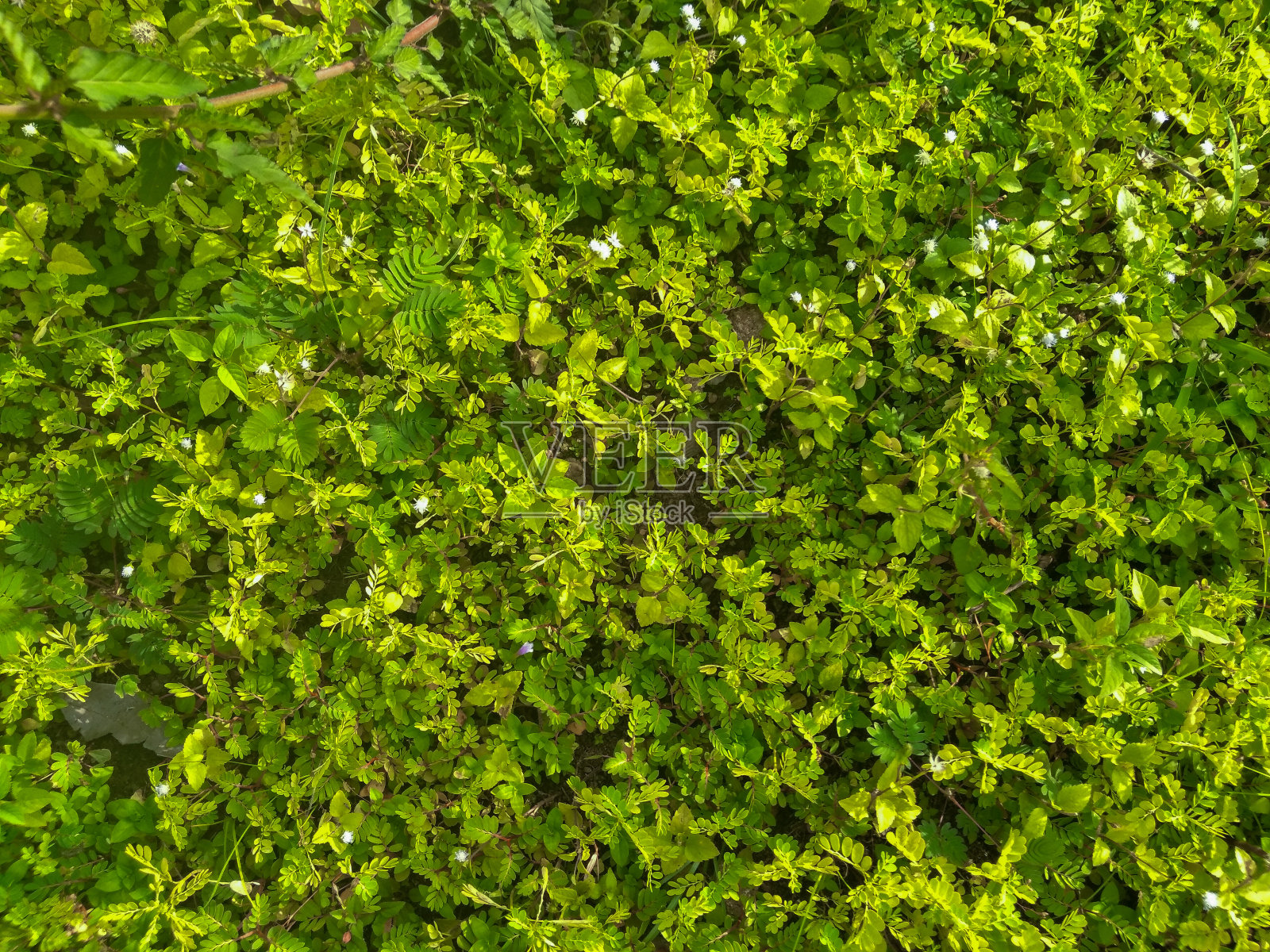 漂亮的绿色小植物照片摄影图片