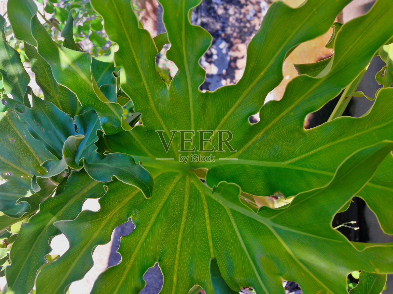 绿叶户外照片摄影图片