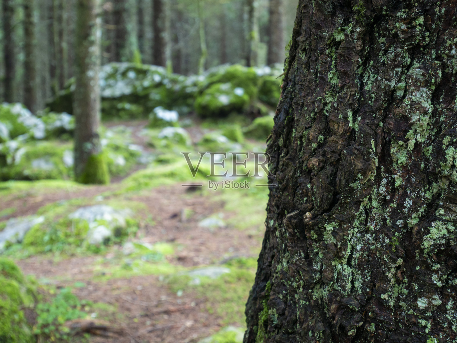 树在前景与焦点树皮，林木设置，美丽的自然背景照片摄影图片