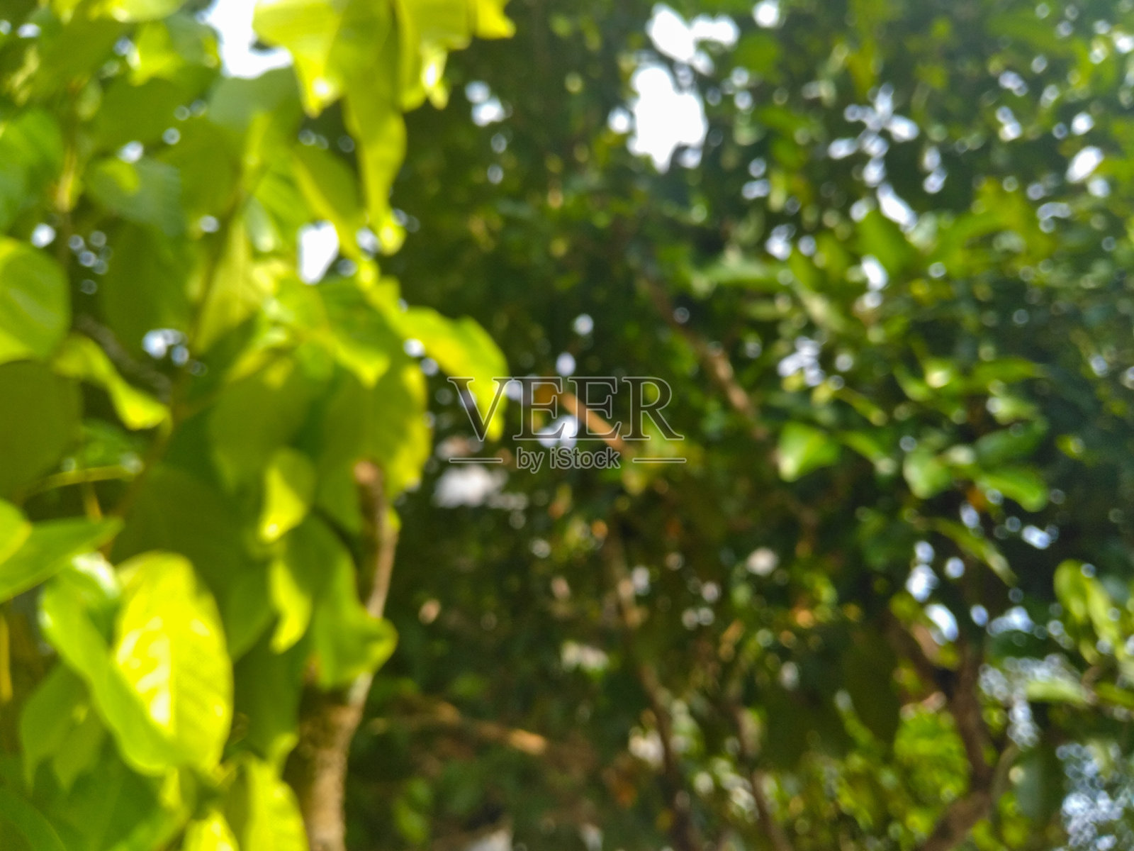 散焦叶图片照片摄影图片