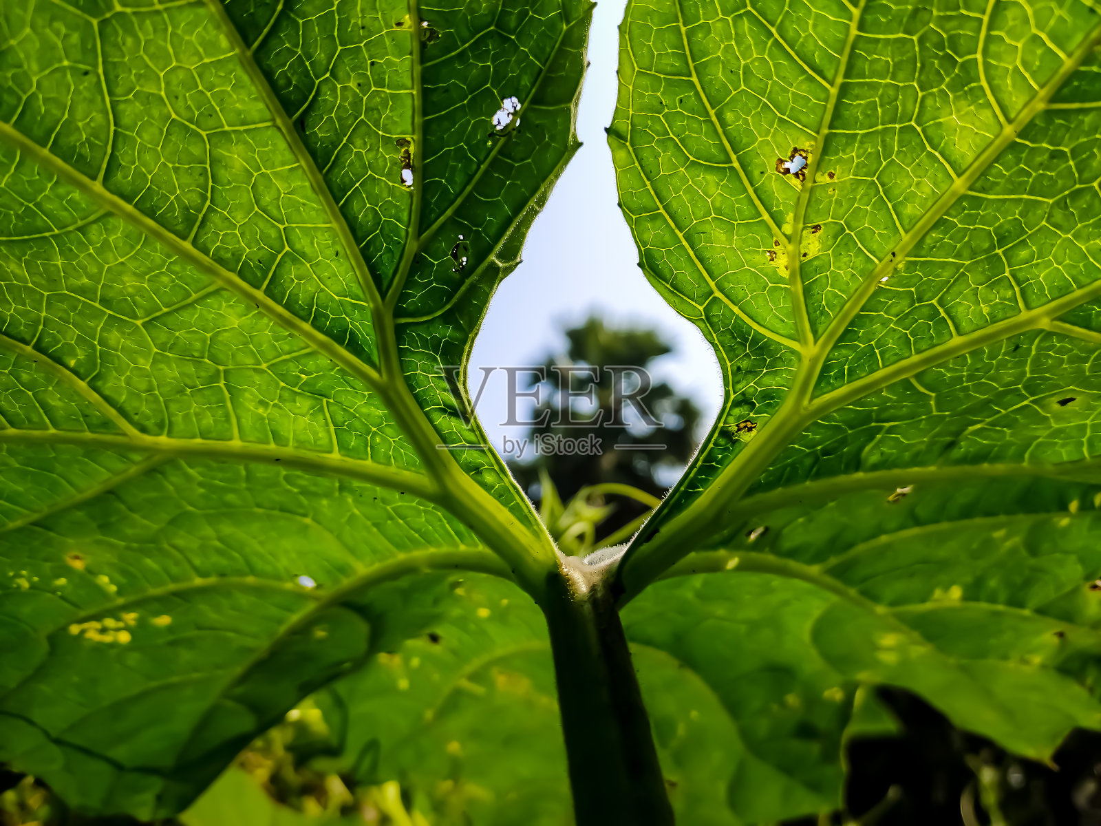 在印度早上可以看到一棵棕榈树在葫芦叶的中间。照片摄影图片