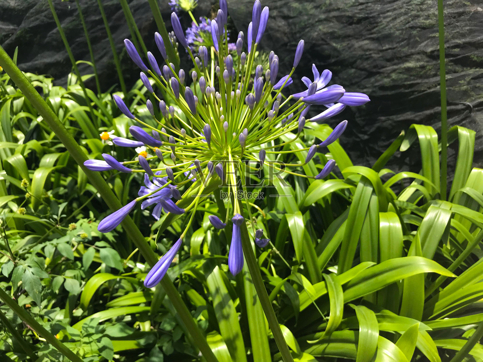 Zhuzihu湖照片摄影图片