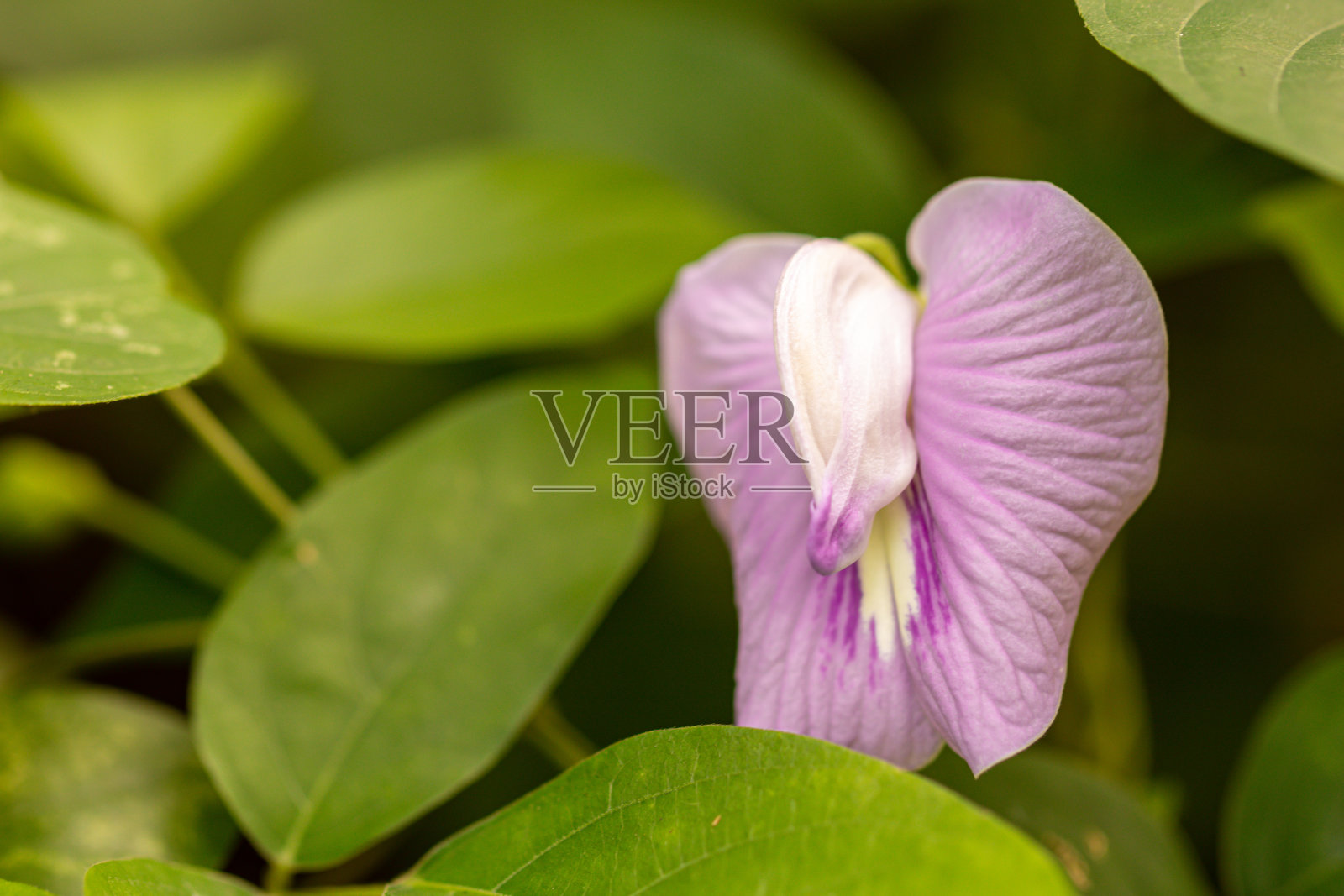 ฺ美丽的蓝豌豆或蝴蝶豌豆花在花园里。(Clitoria ternatea)照片摄影图片