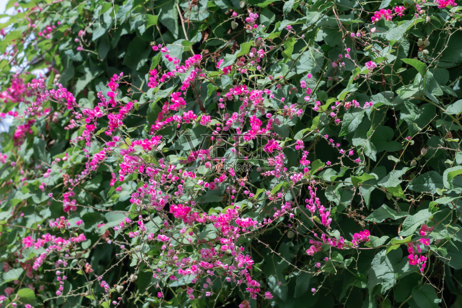 美丽的墨西哥攀缘花在花园里。安提贡瘦尾藤，俗称珊瑚藤、珊瑚藤或圣米格利托藤。照片摄影图片