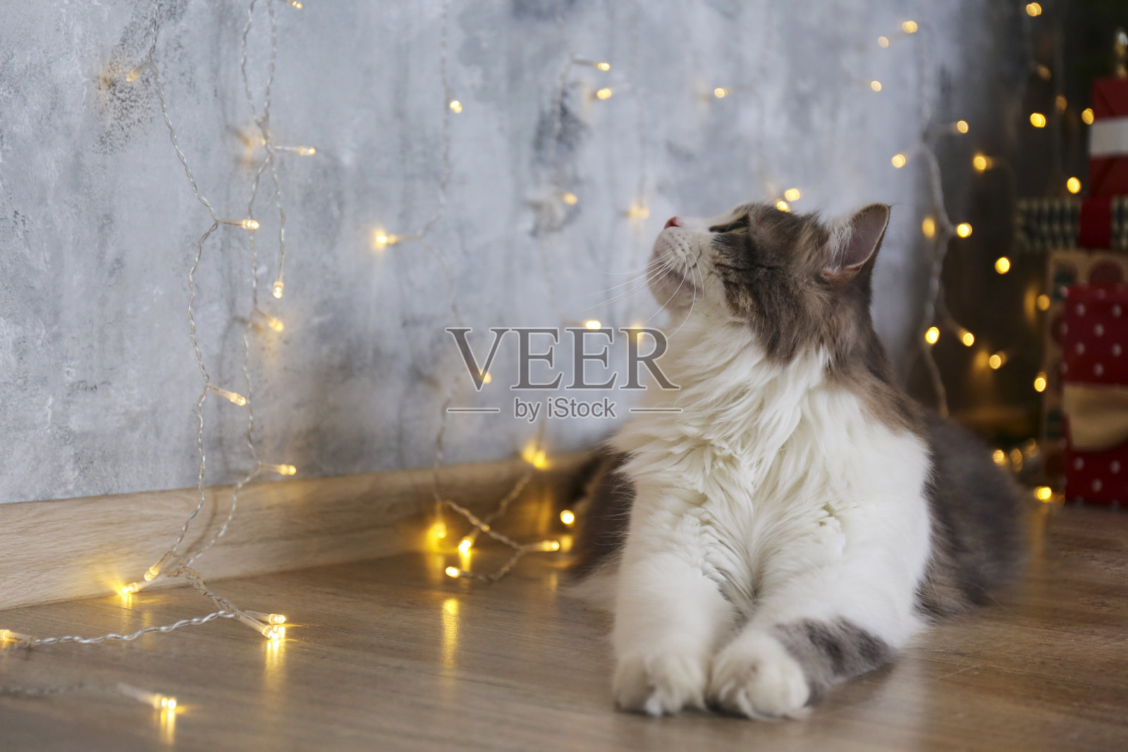 可爱的家养宠物在家，传统的寒假背景。照片摄影图片