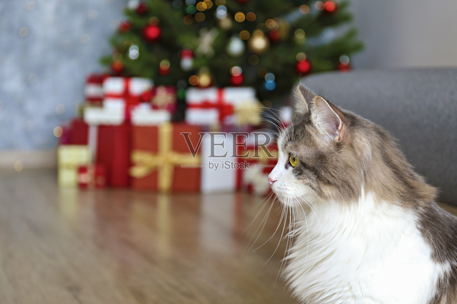 可爱的家养宠物在家，传统的寒假背景。照片摄影图片
