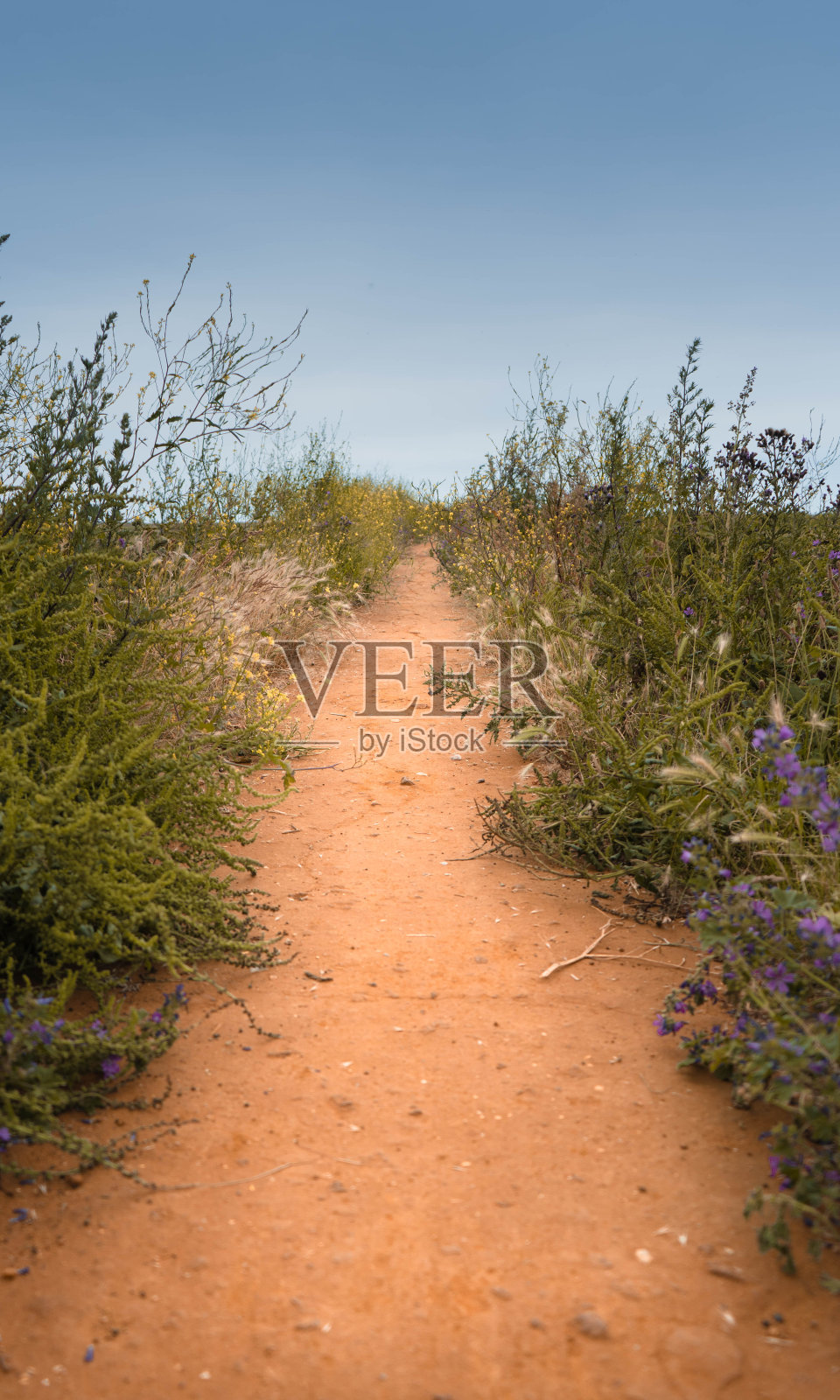 春天的路径照片摄影图片