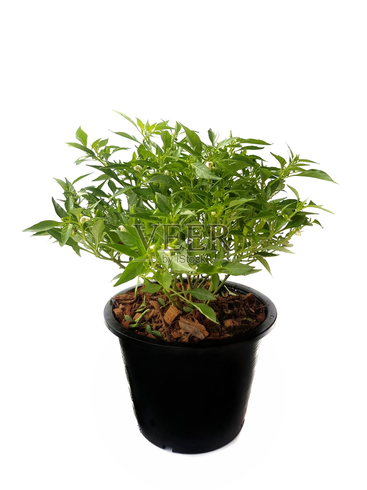 辣椒在白色的背景下开着绿色和白色的花照片摄影图片