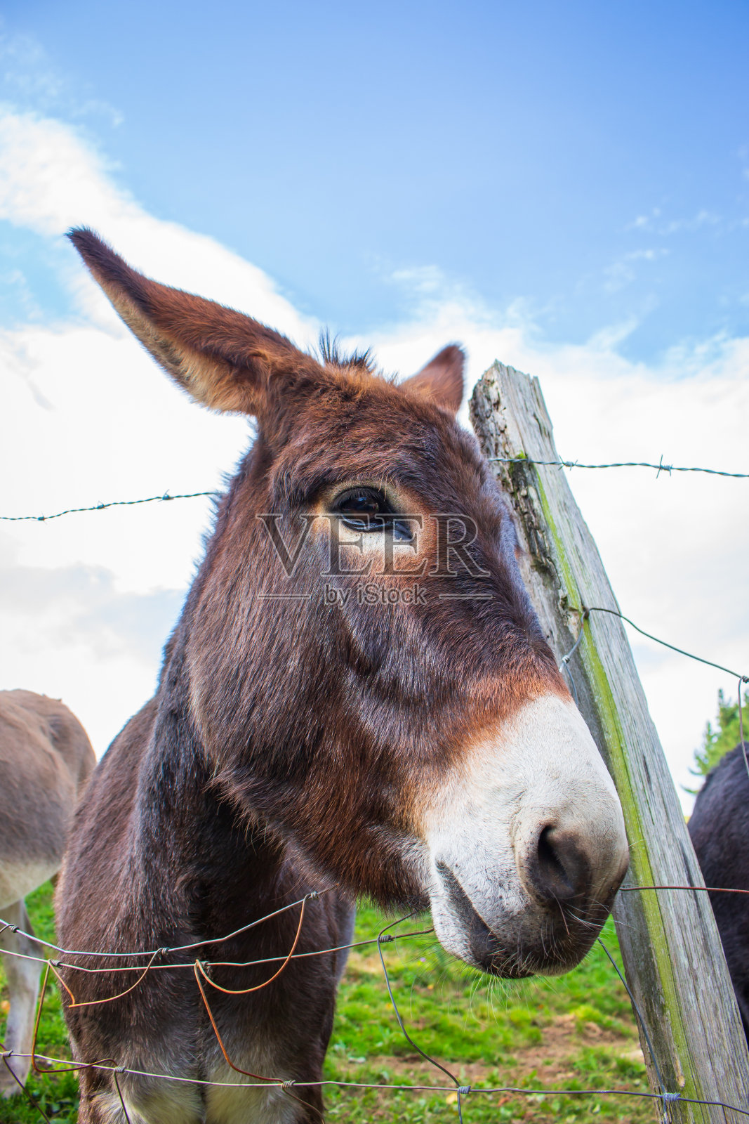 铁丝篱笆后面的棕色驴。好奇的毛驴看着相机。农村的场景。国内的动物。牲畜的概念。可爱的驴肖像。农场里可爱的骡子。照片摄影图片