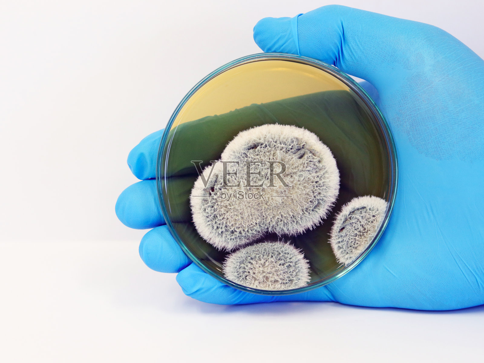 戴着蓝色丁腈手套的科学家手拿着培养皿，培养皿里有污染空气的酵母菌、霉菌和真菌(青霉属和曲霉属)孢子。孤立在白色背景。照片摄影图片