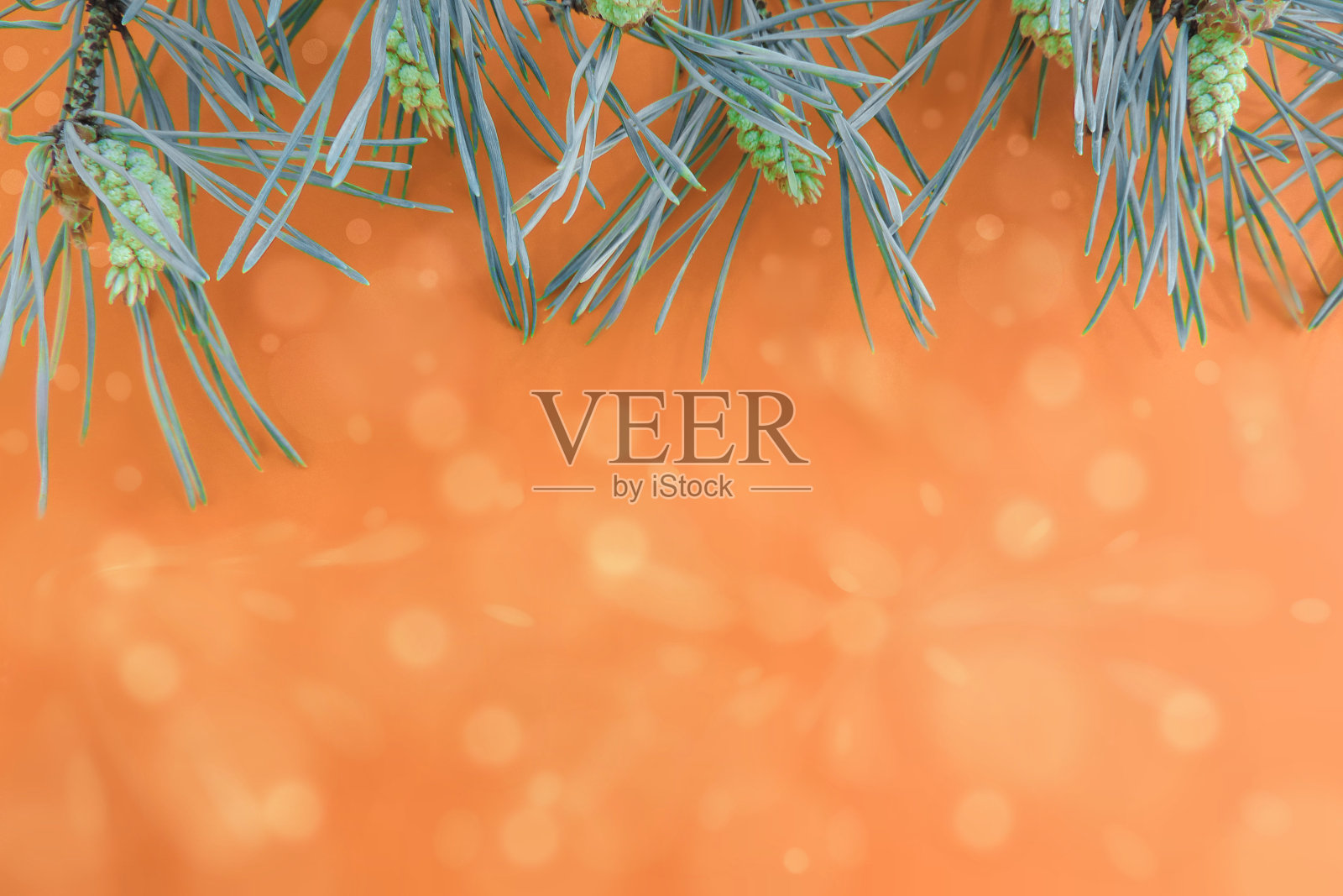 节日背景圣诞快乐，新年快乐，节日橙色背景配松枝，拷贝空间照片摄影图片