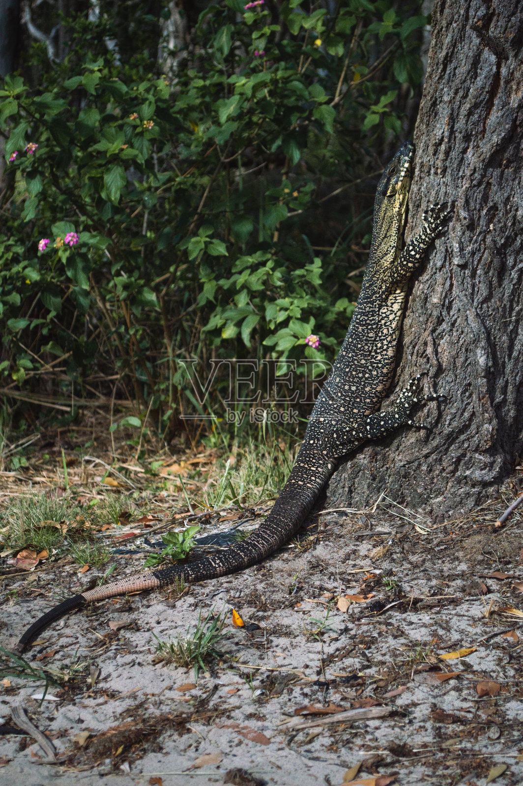 树巨蜥照片摄影图片