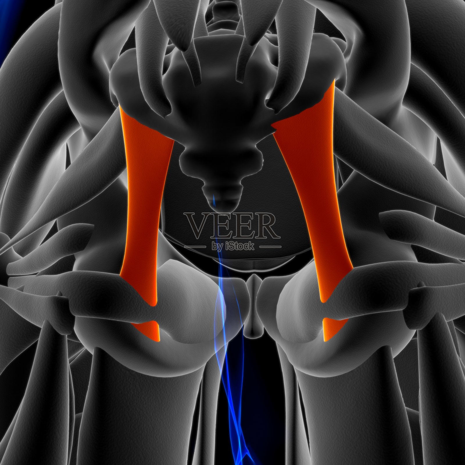 骶结节韧带解剖医学概念3D插图照片摄影图片