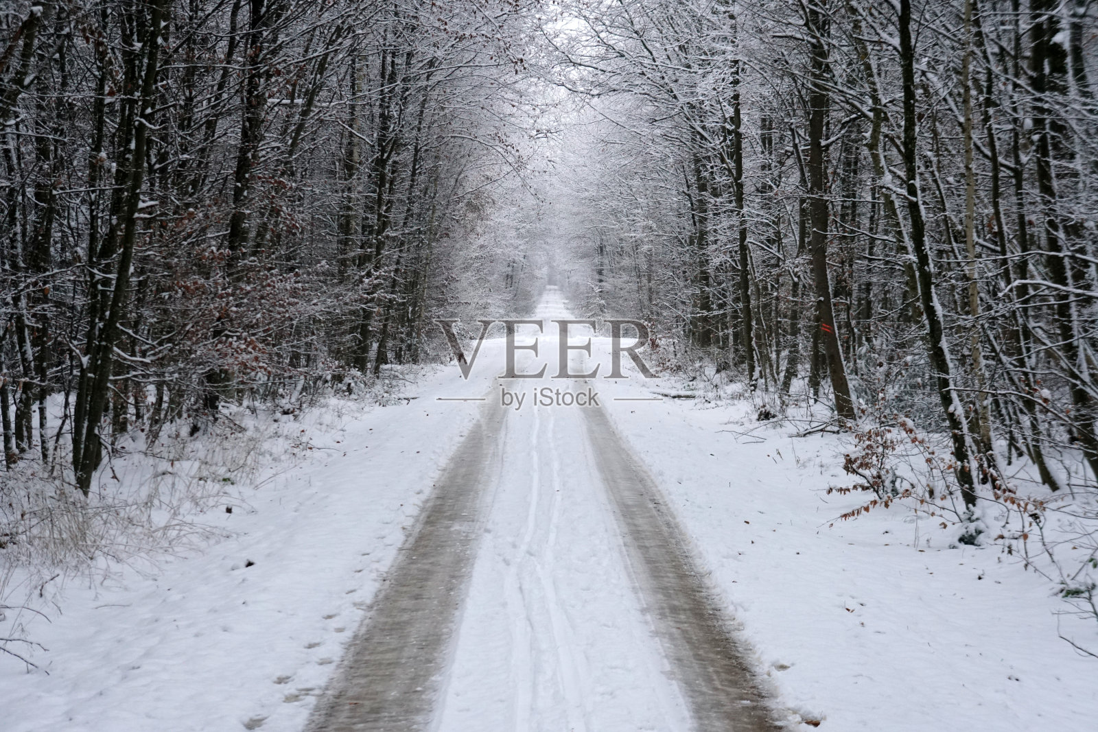 冬天的森林小径照片摄影图片