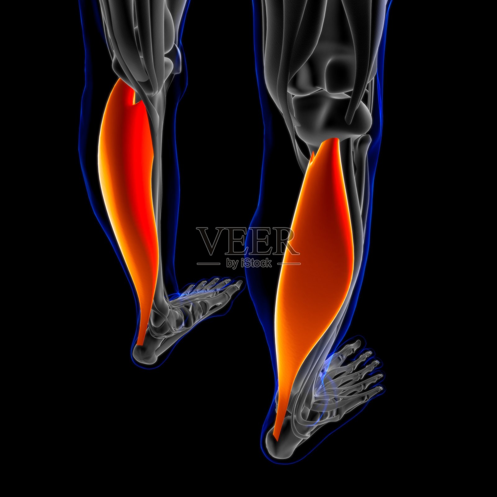 比目鱼肌解剖医学概念3D插图照片摄影图片
