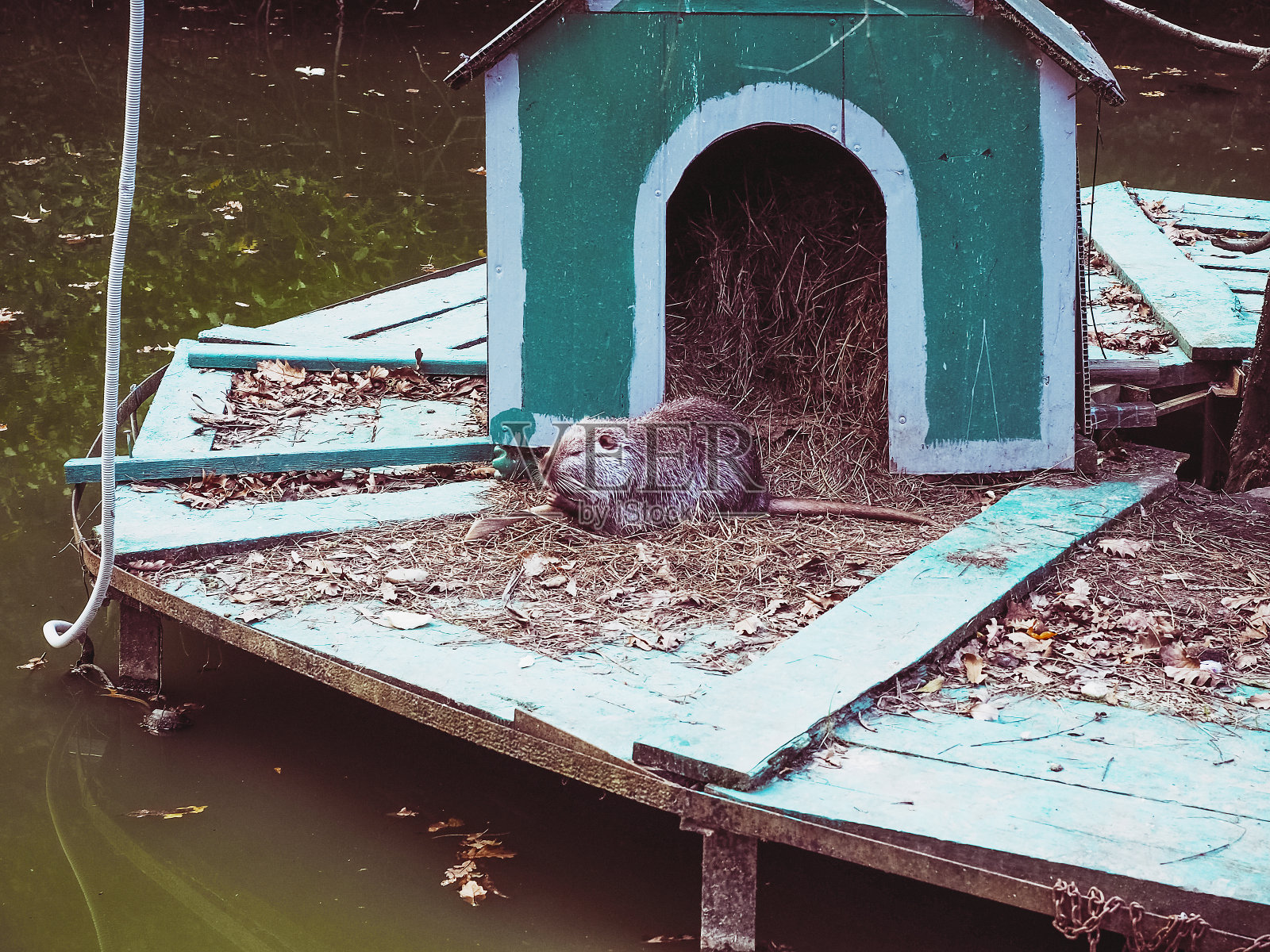 在泥水中间的木岛上，一只海狸在一个装着干草的小亭子附近吃东西照片摄影图片