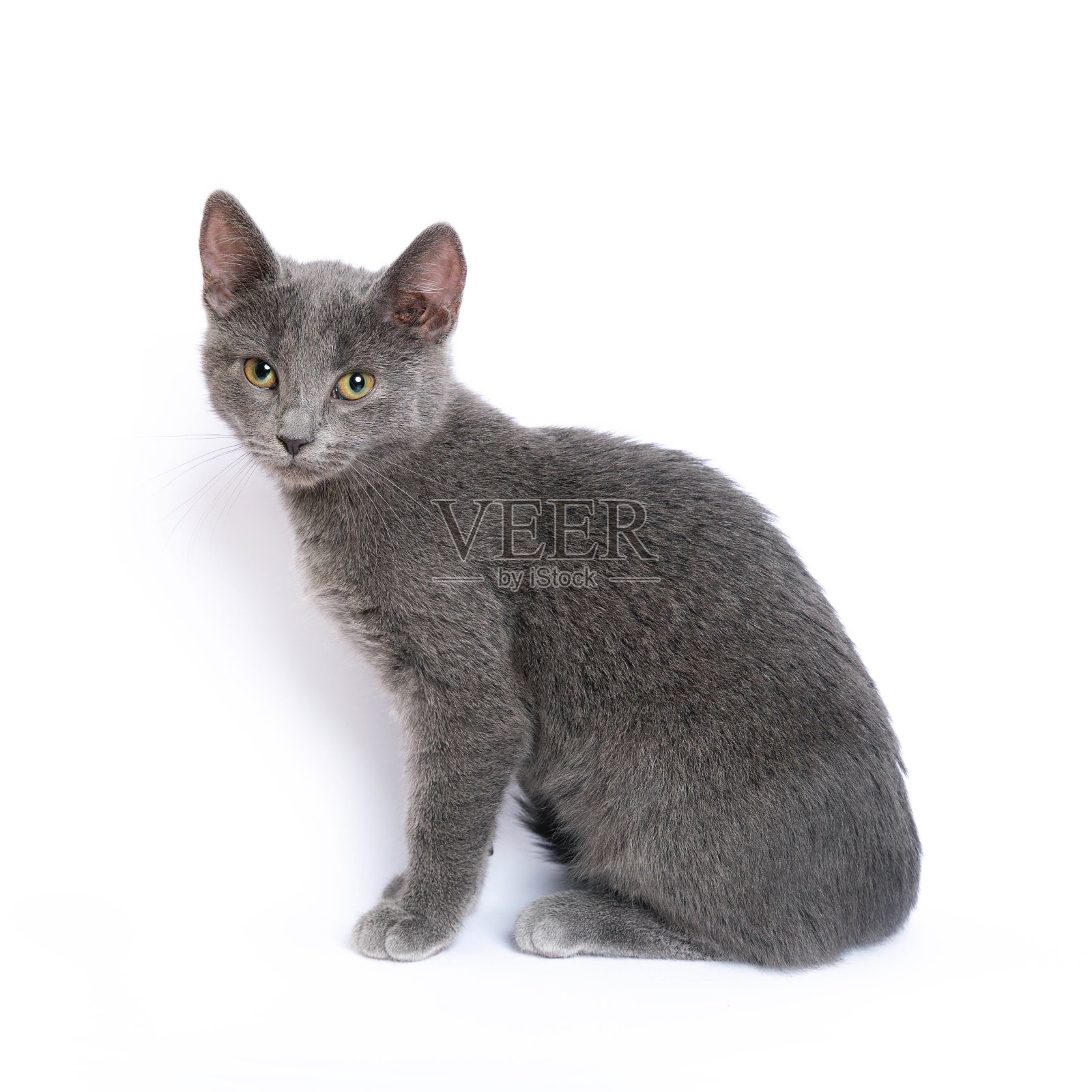 灰色小猫孤立在白色背景照片摄影图片