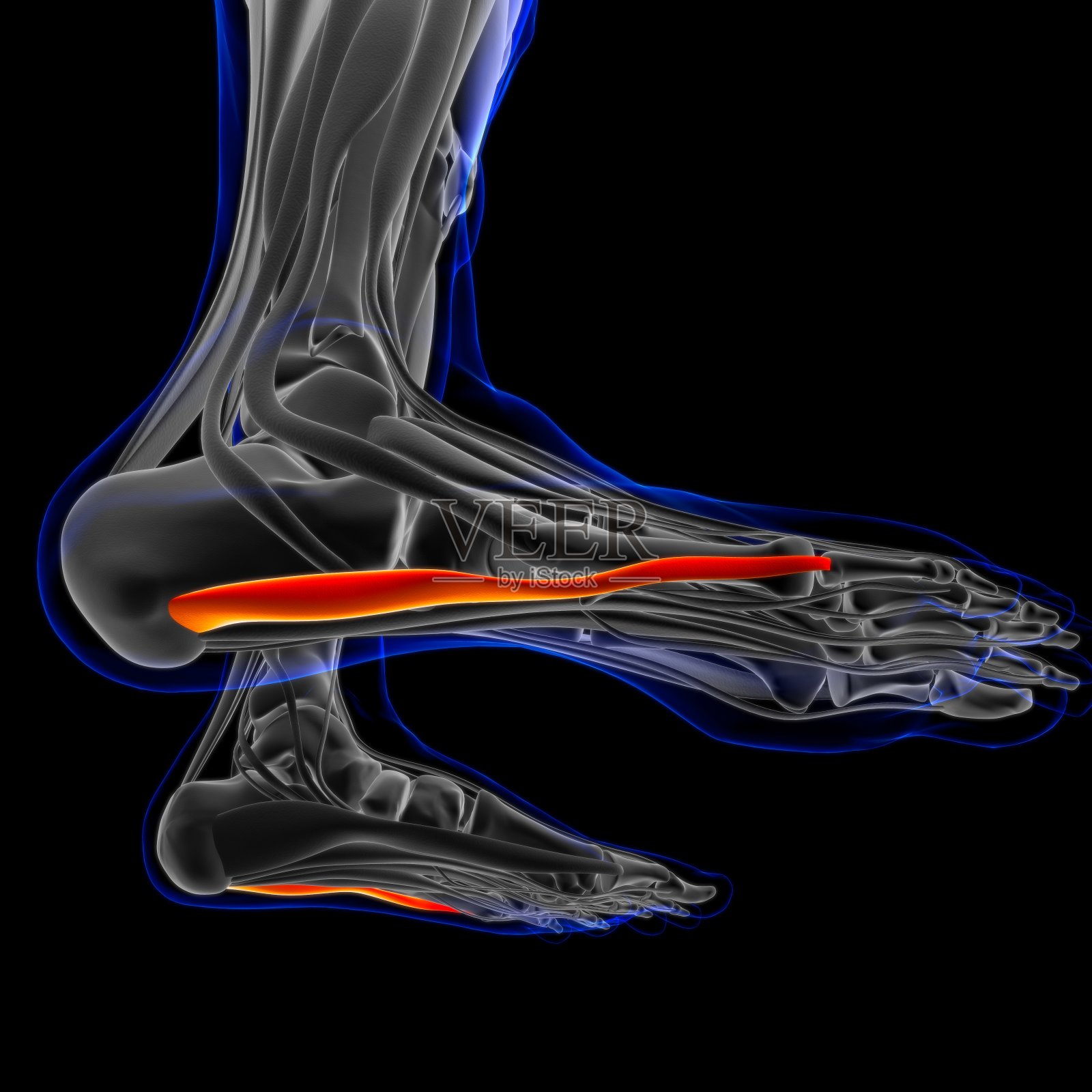 为医学概念三维插图外展指小肌解剖照片摄影图片