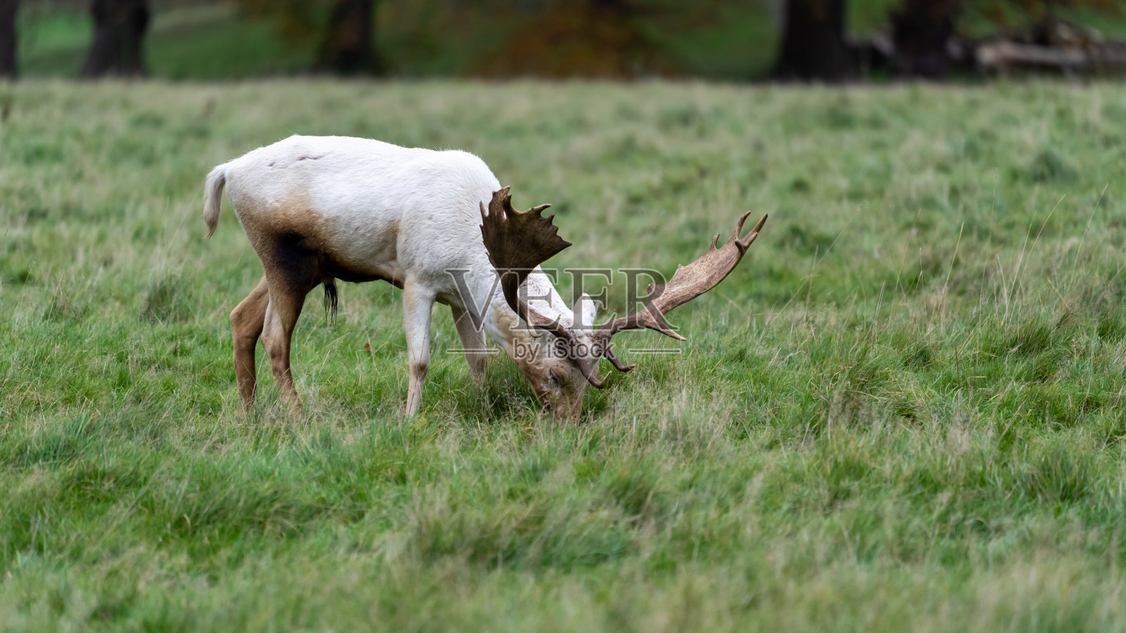 沃里克郡Charlecote公园的一只白鹿照片摄影图片