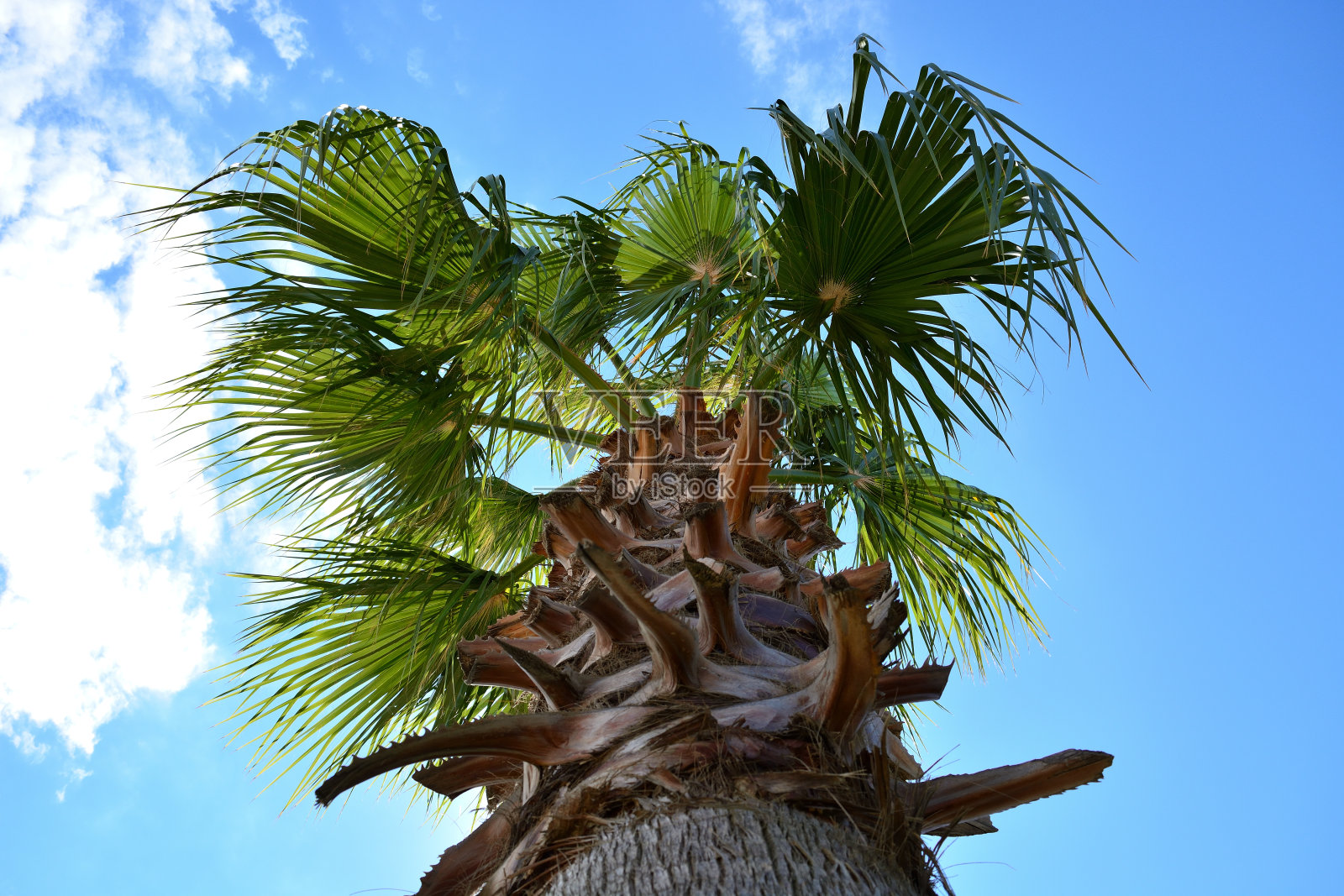 棕榈树照片摄影图片