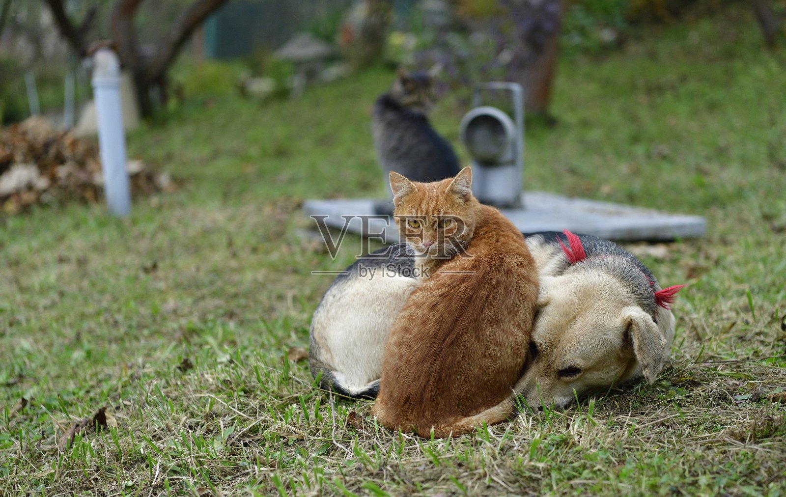 家养的狗和猫要像最好的朋友一样依偎在一起照片摄影图片