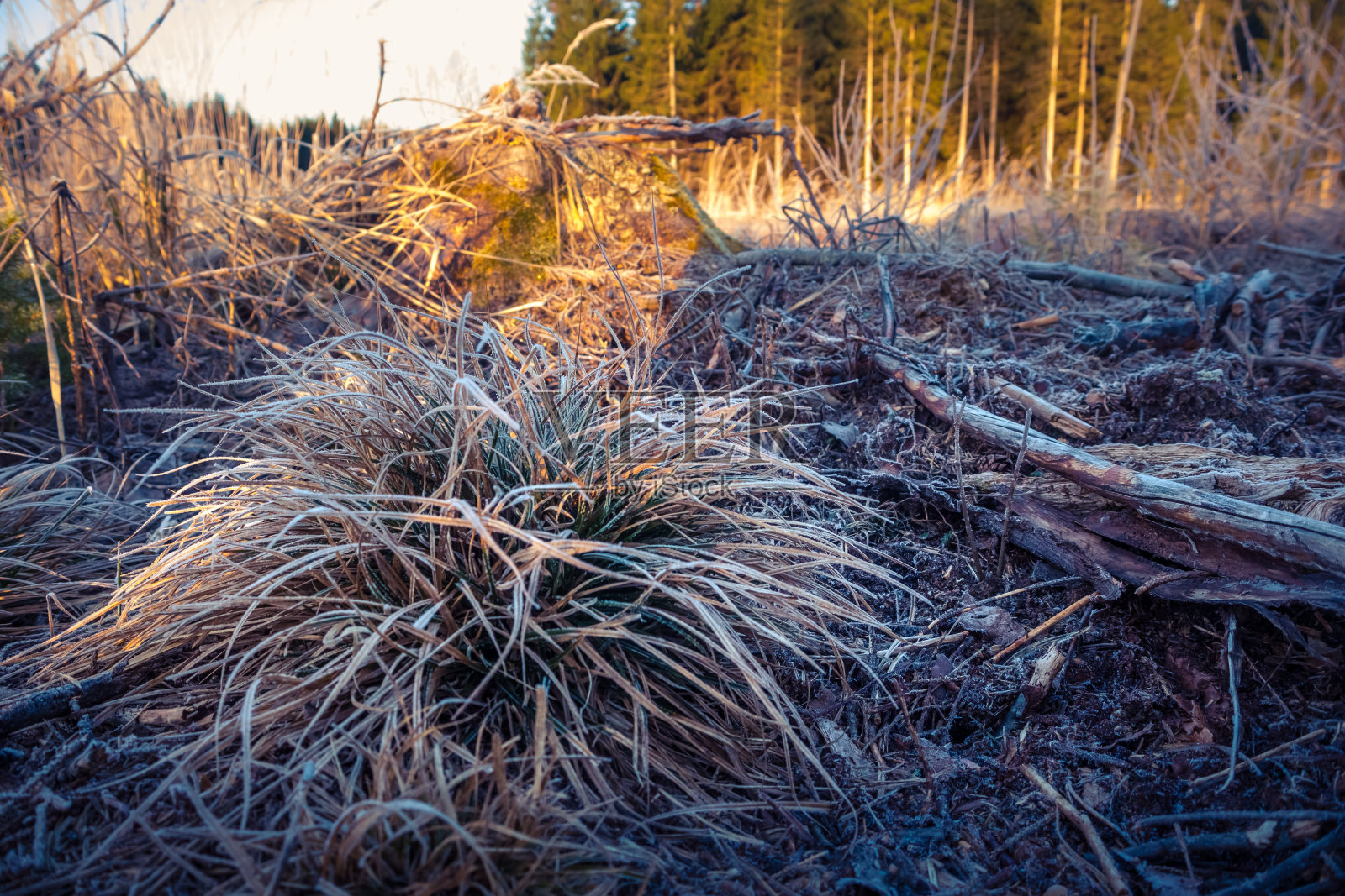美丽的冬天早晨的景色和被雪覆盖的植物。日出时的第一场雪和霜冻。照片摄影图片