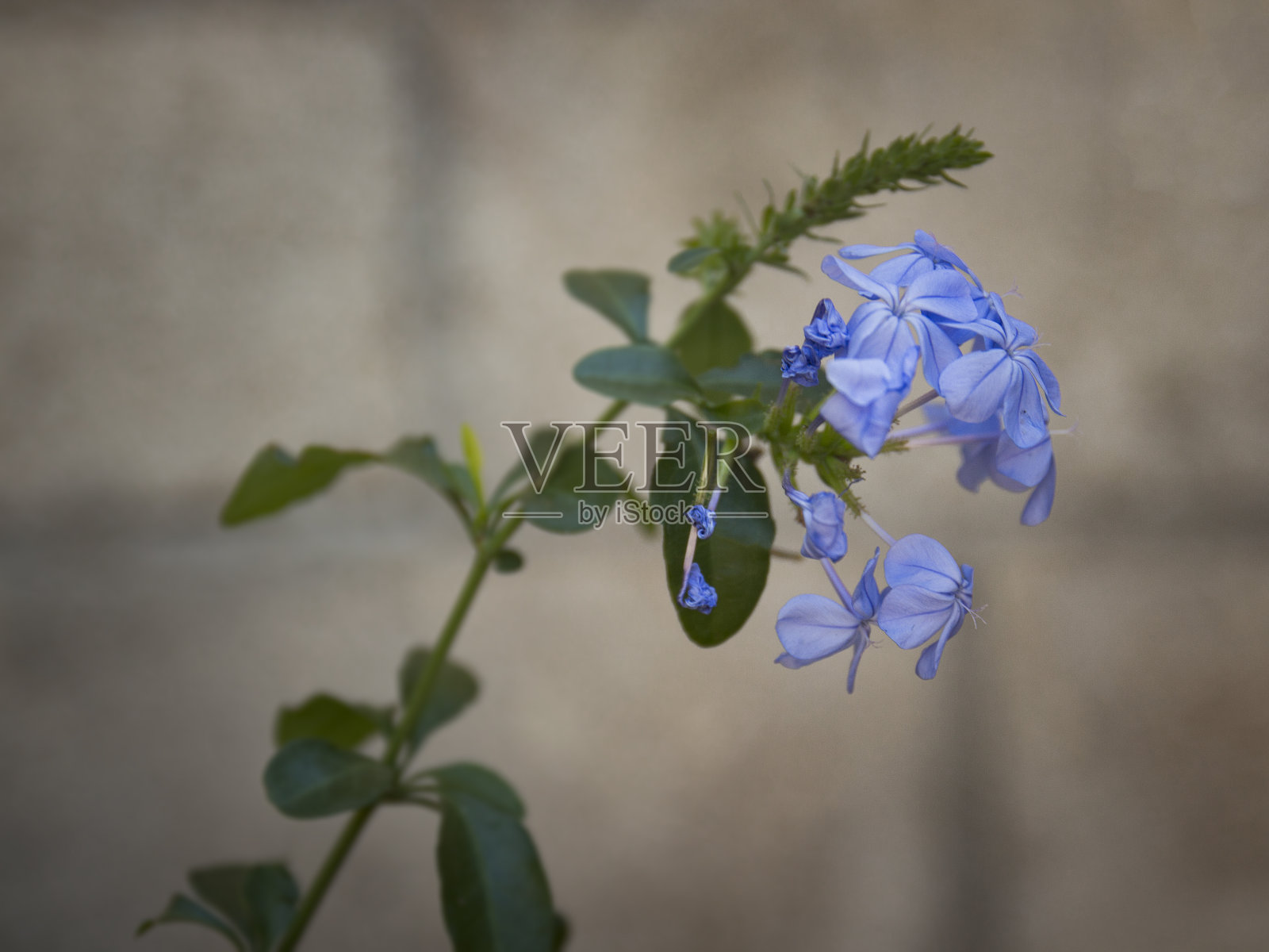 淡紫色的花照片摄影图片