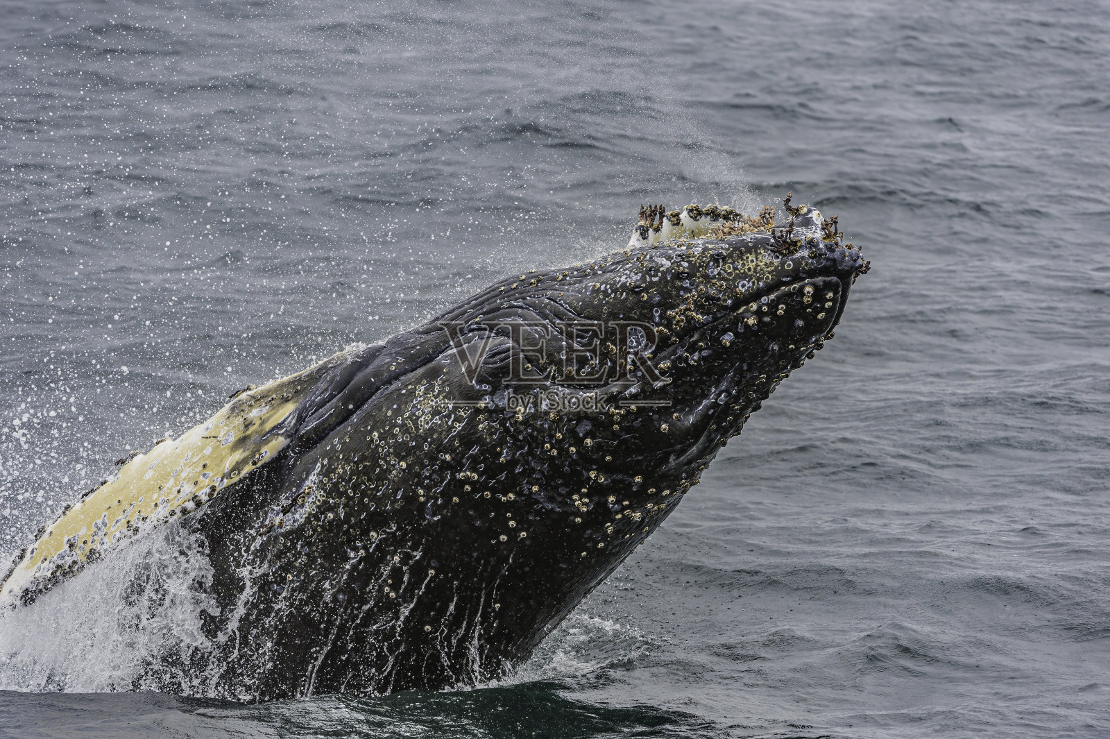 驼背鲸在阿拉斯加东南部的弗雷德里克海湾。最远。照片摄影图片