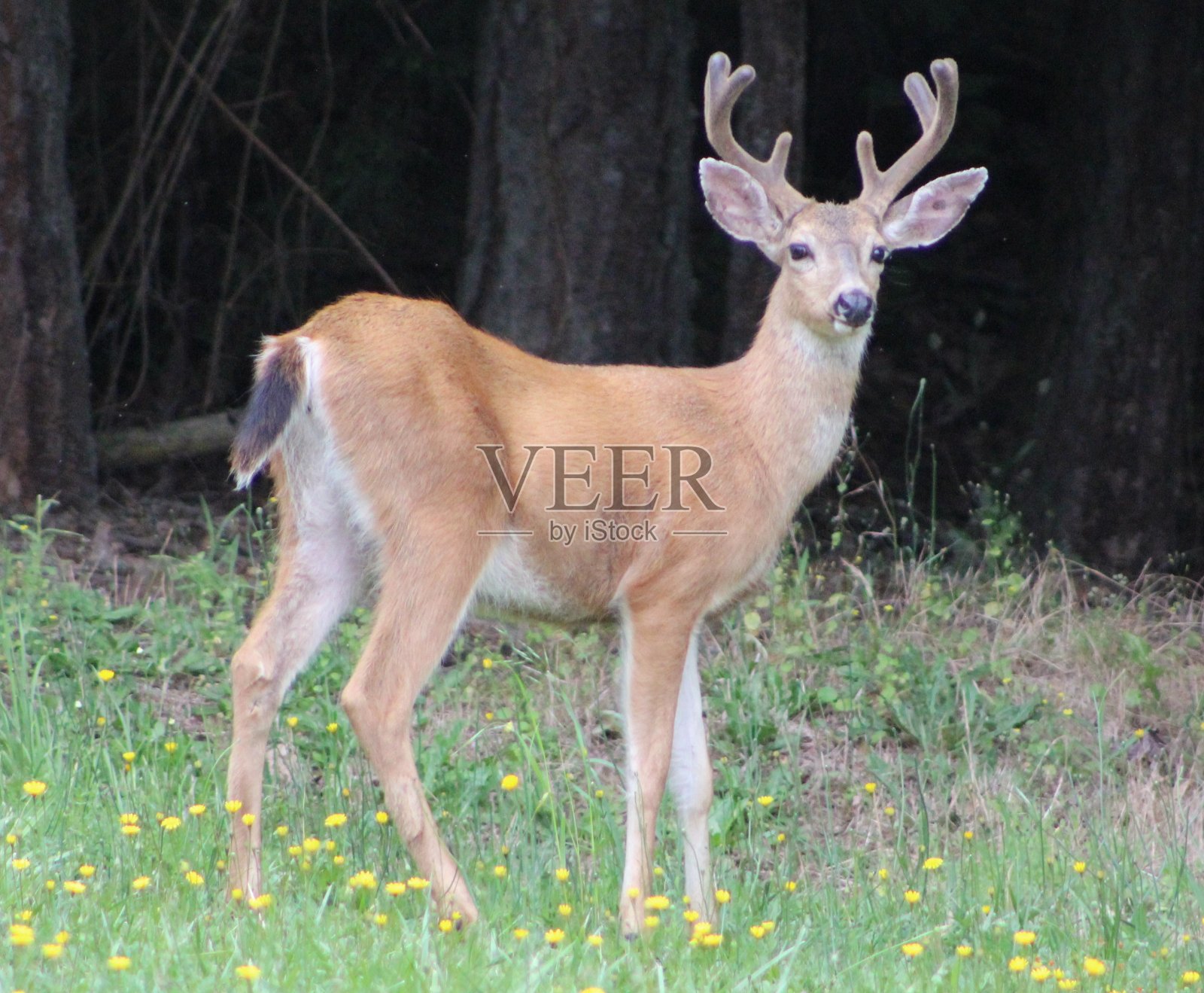 鹿在自然界中照片摄影图片