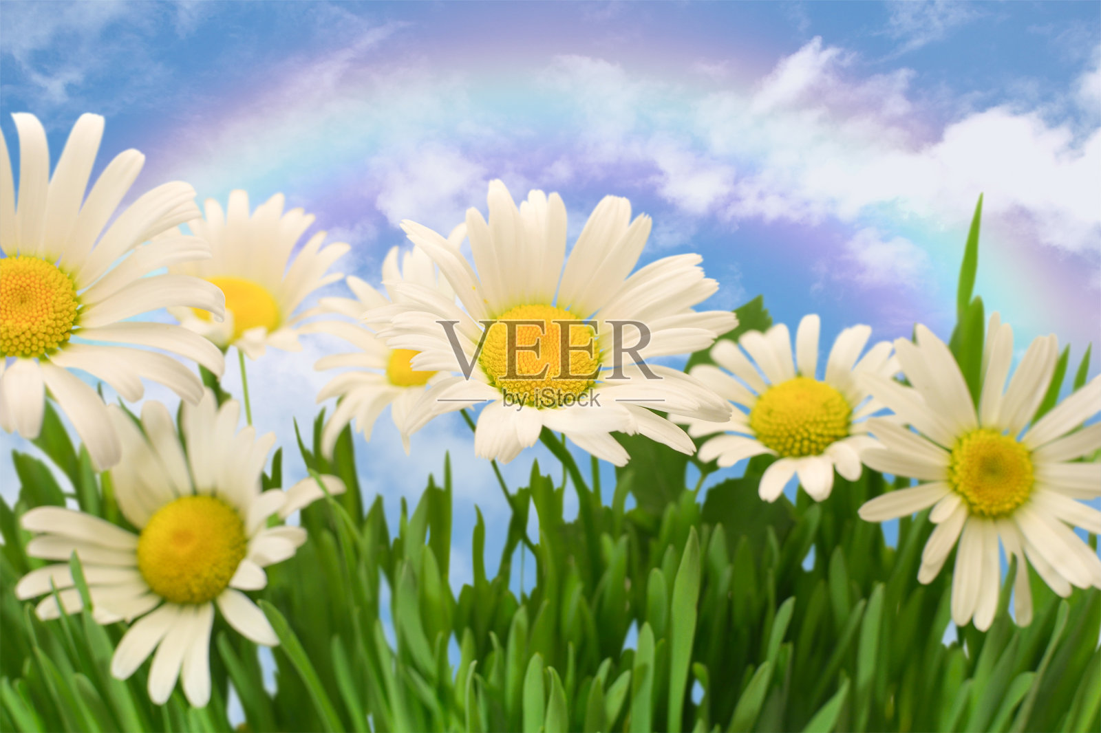 雏菊照片摄影图片