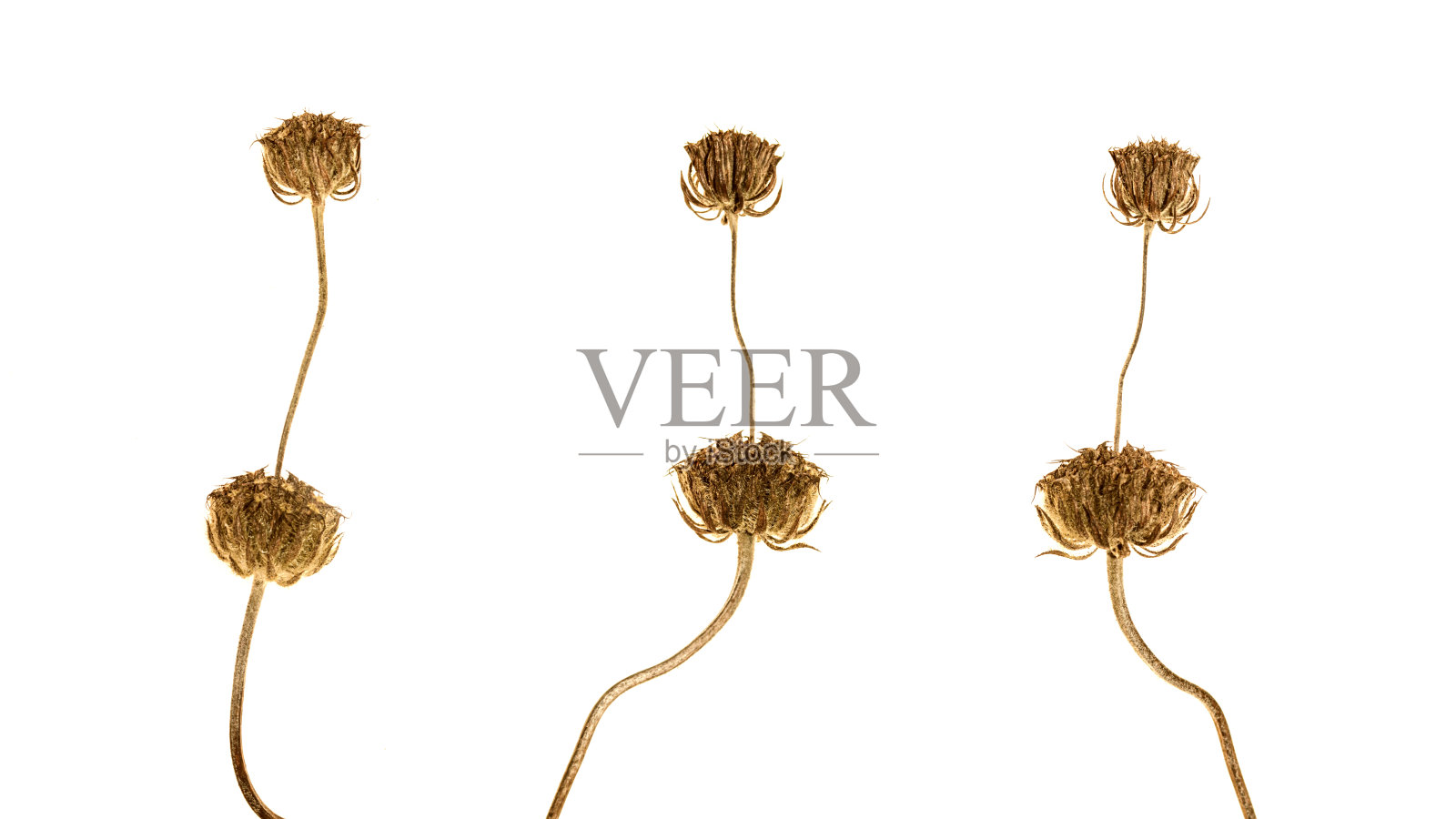 三朵干燥花照片摄影图片