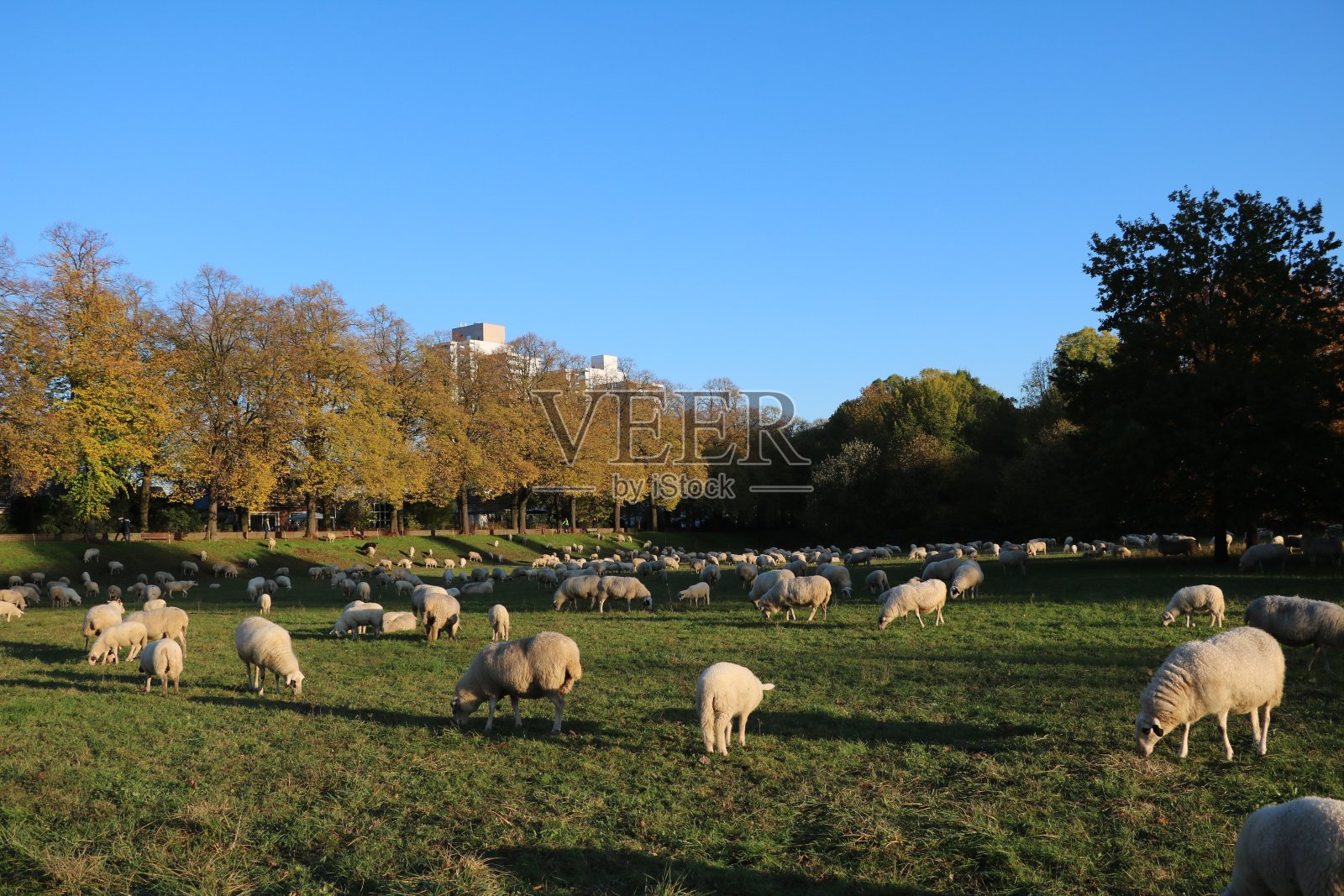 德国科隆莱茵河草地上的羊群照片摄影图片