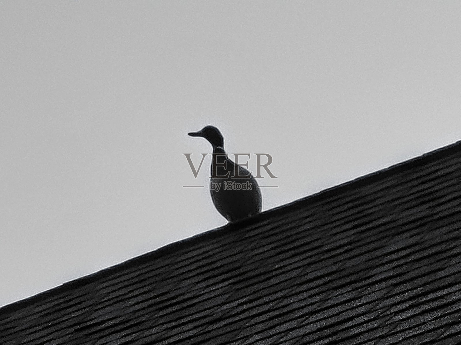 屋顶上的一只鸭子照片摄影图片