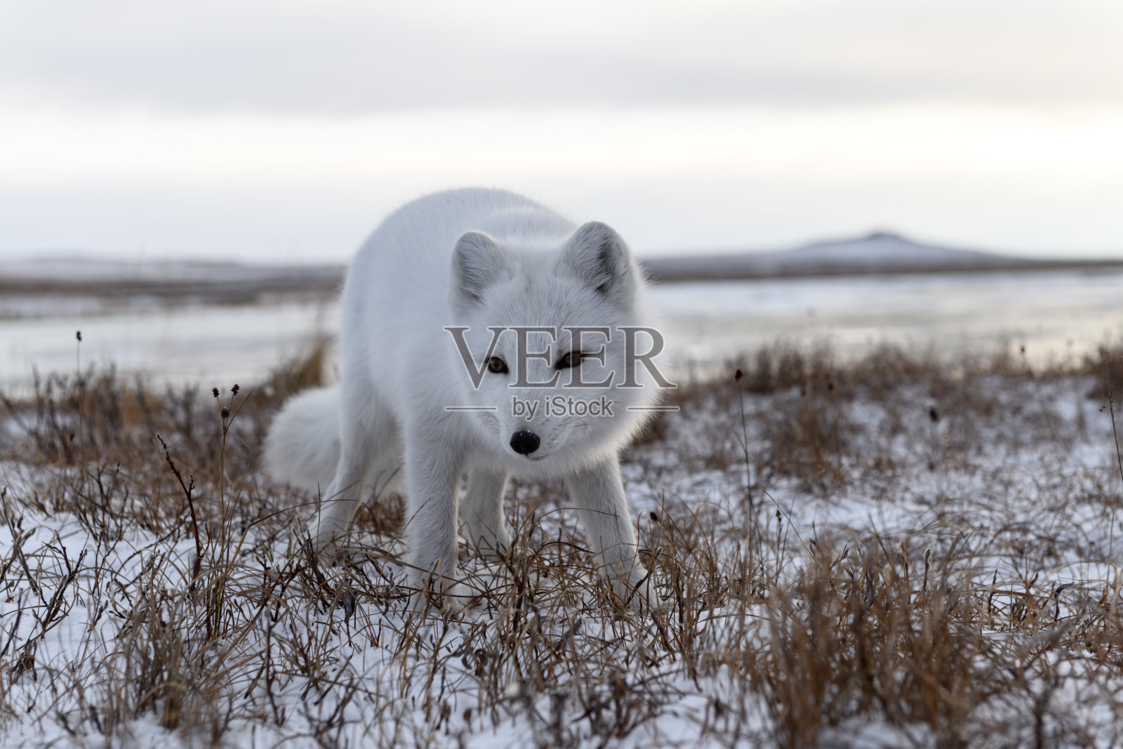 冬季西伯利亚冻土带的北极狐照片摄影图片