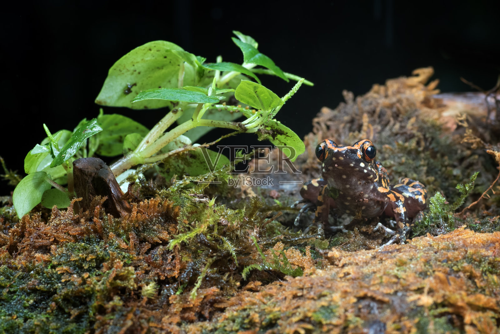 环境中的斑点溪蛙(海腊那)照片摄影图片