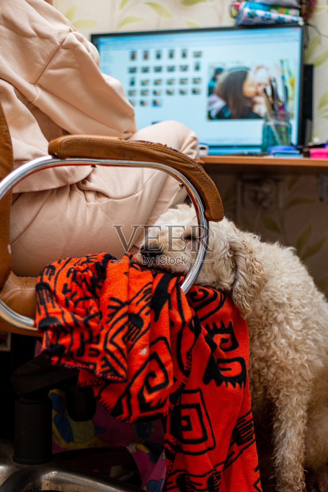 一个女人和一只狗在电脑前工作。照片摄影图片