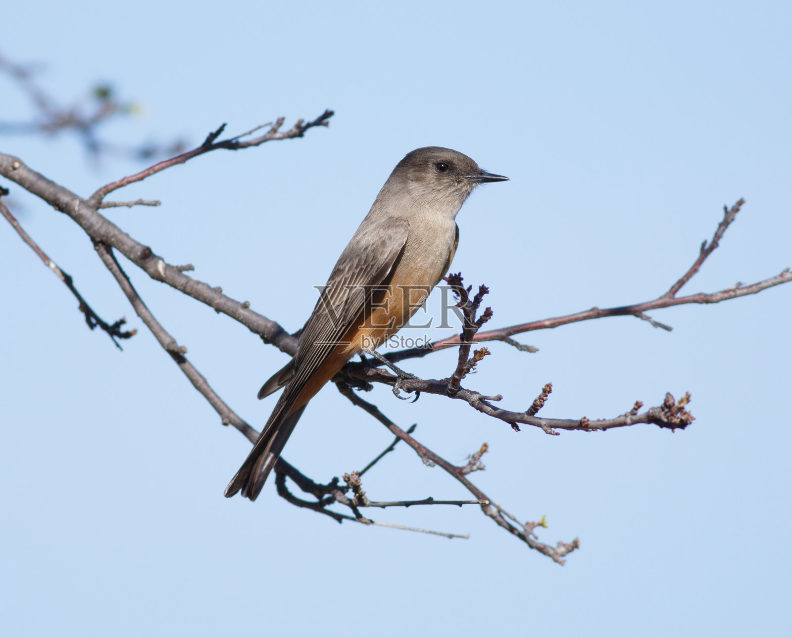 赛伊的菲比栖息在树枝上照片摄影图片