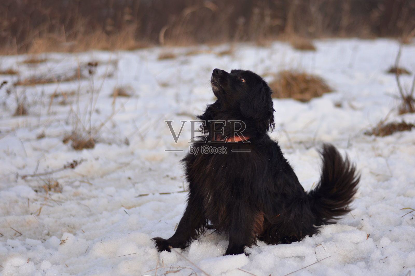 狗在冬天照片摄影图片