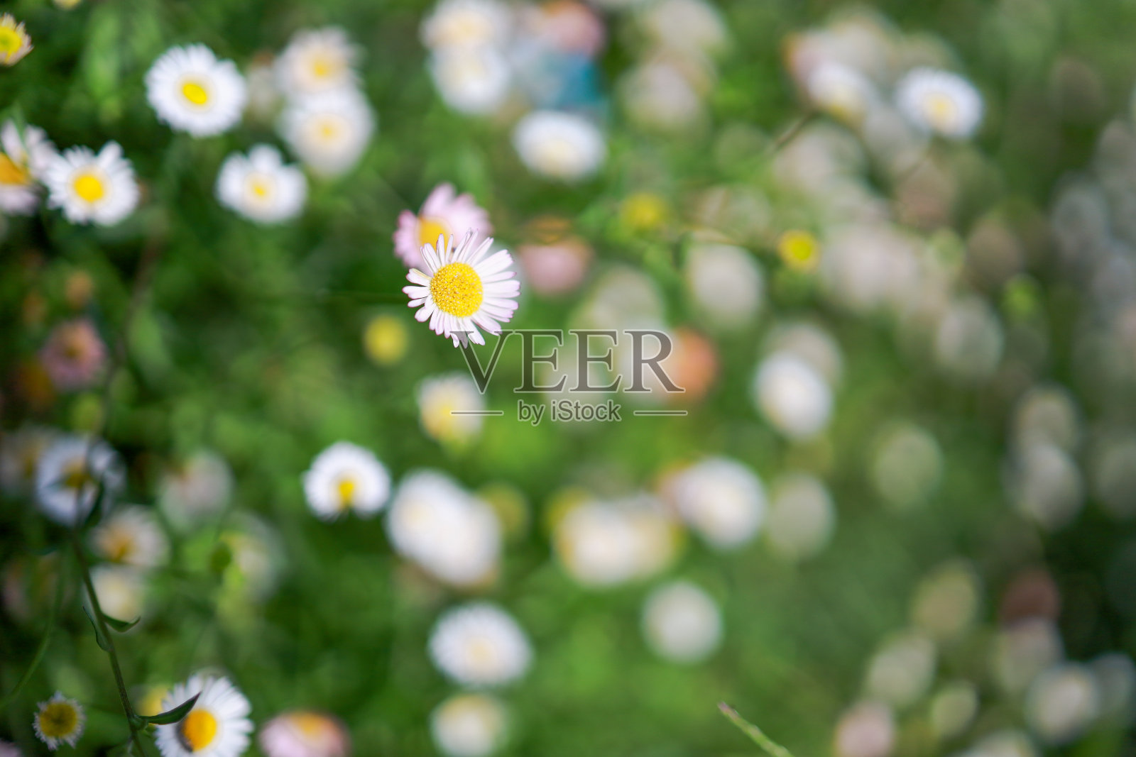 野生菊花。白色的雏菊花。有选择性的重点照片摄影图片