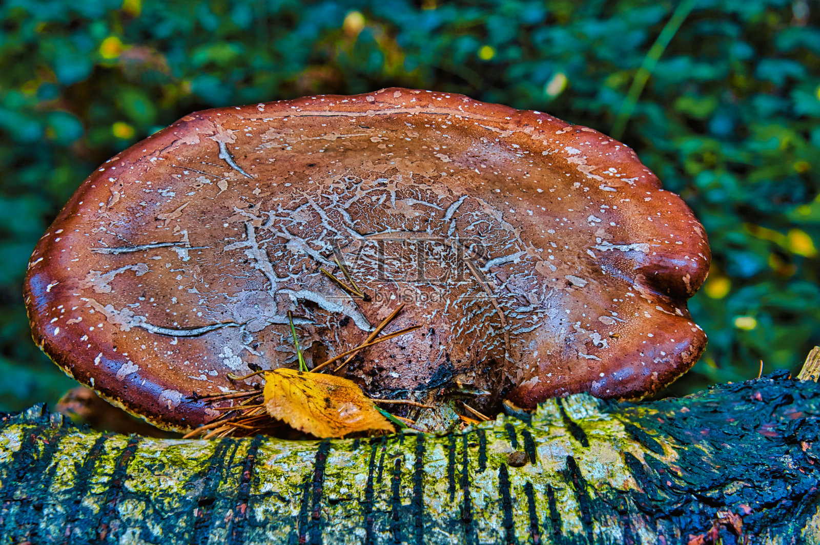 英国北约克郡塞尔比林地枯枝上生长的真菌照片摄影图片
