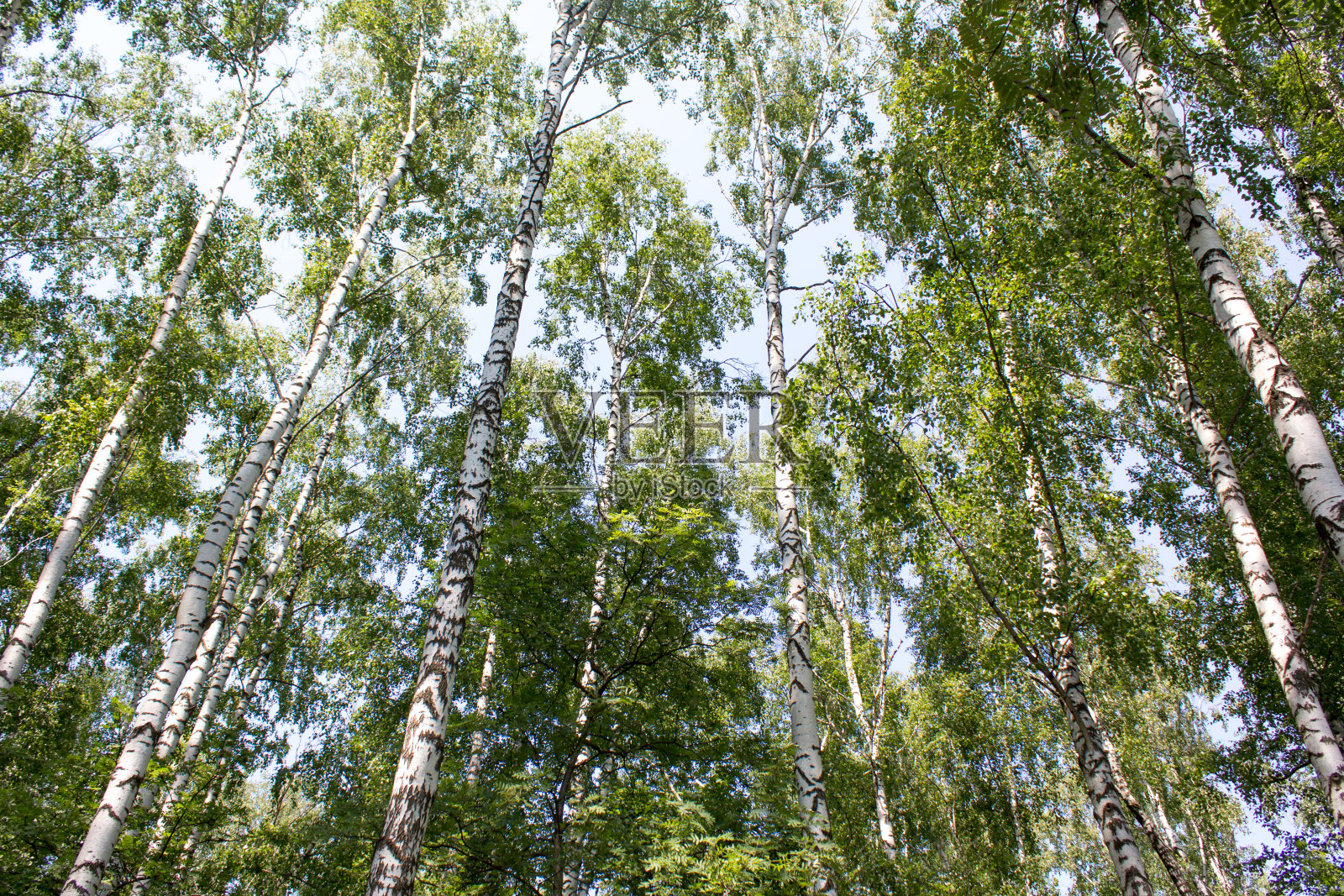 俄罗斯森林照片摄影图片