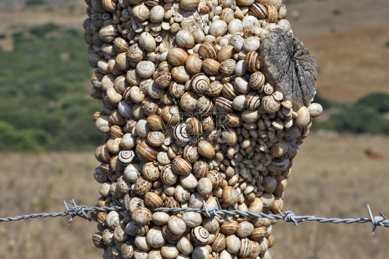 蜗牛照片摄影图片